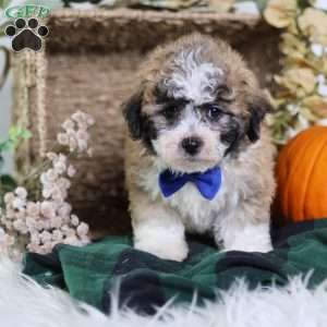 Franky, Teddy Bear Puppy